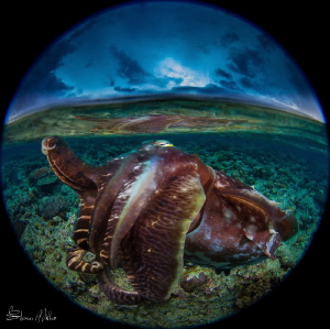 If you could coax a Cuttlefish up into the shallows of th... by Steven Miller 